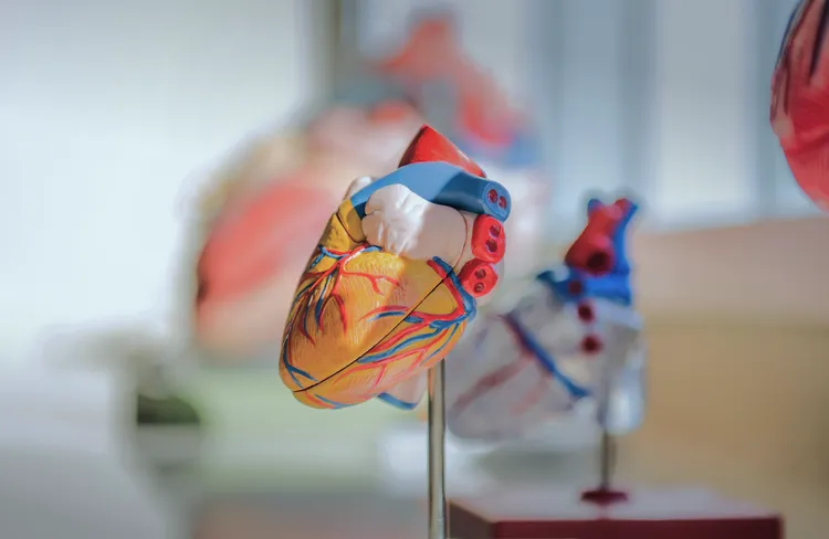 A brightly colored anatomical heart model showing details of veins and structures, standing on a stand. Blurred background elements suggest similar models.