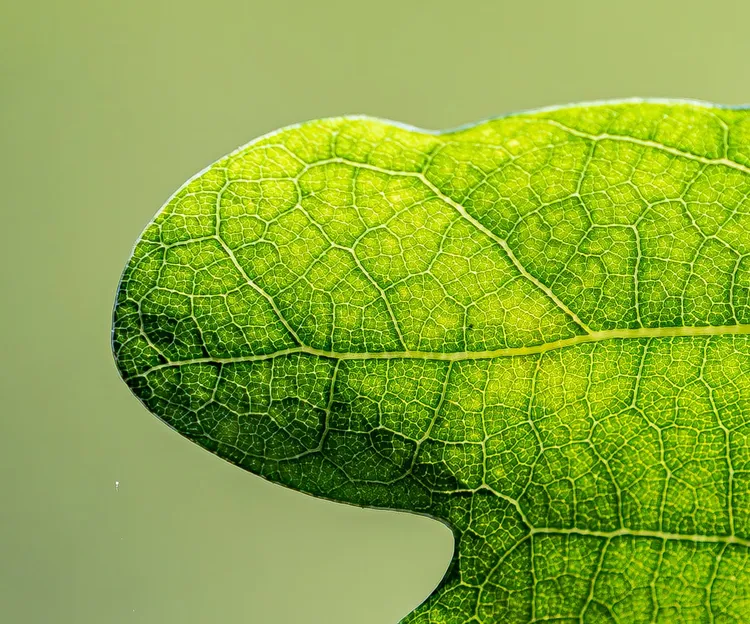 Unsplash image for hands planting seedling rich soil closeup