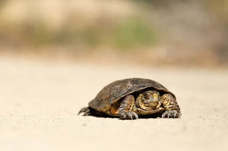 A turtle crawls across a light sandy surface. The turtle has a dark shell and is facing forward. The background is blurred with greenish-brown tones.